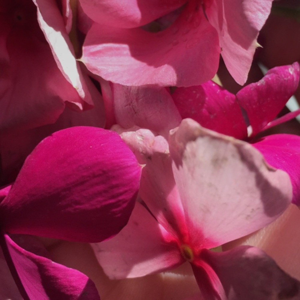 Meet your Posher, Sherri