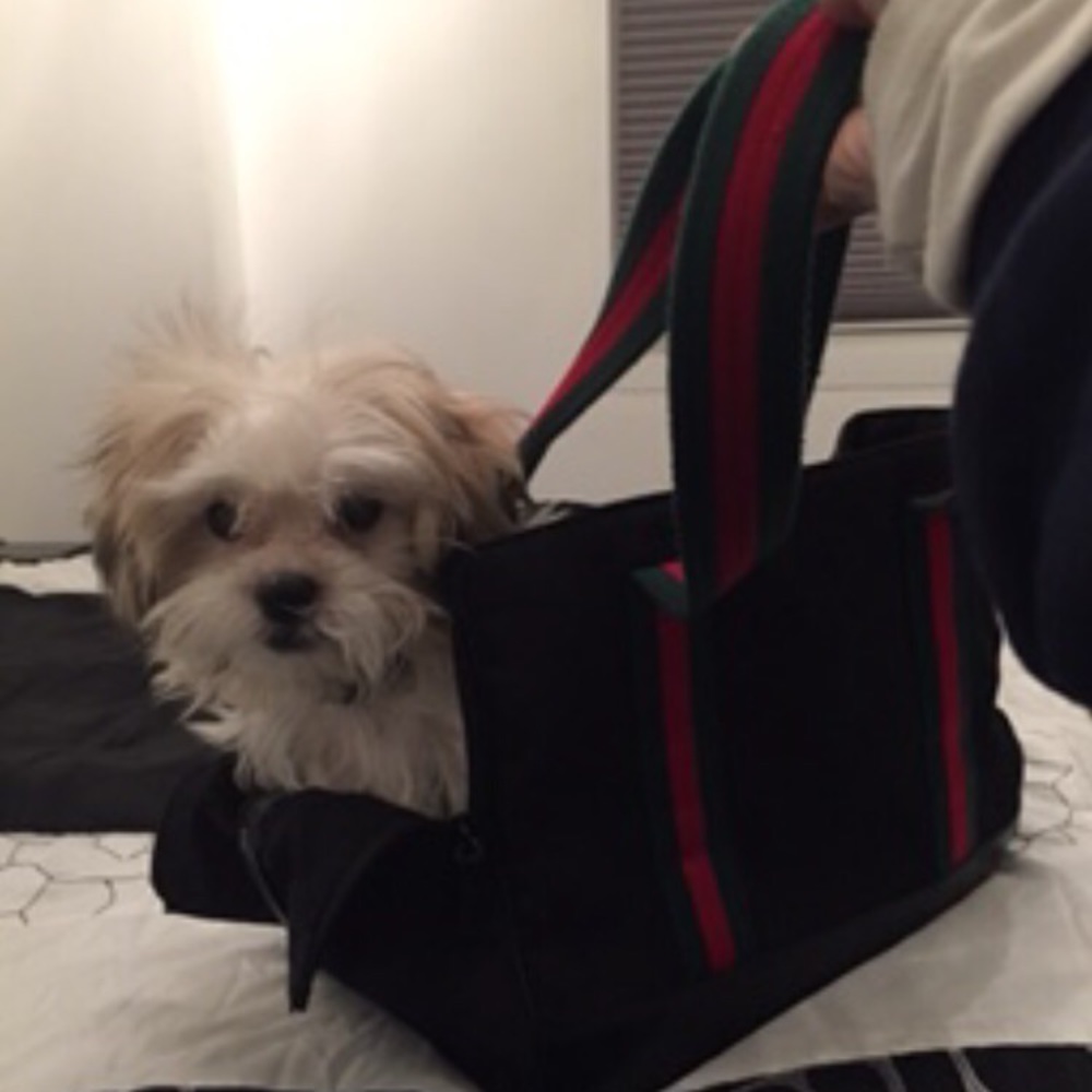 Authentic Gucci Dog Carrier