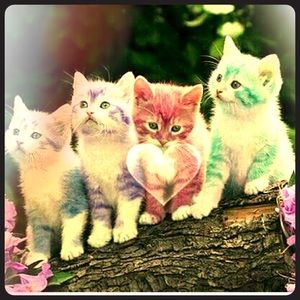 Meet your Posher, Shannah