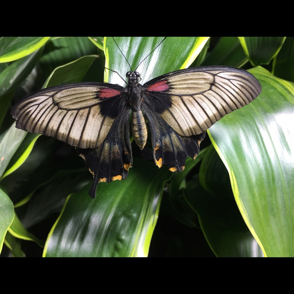 Meet your Posher, Rebecca