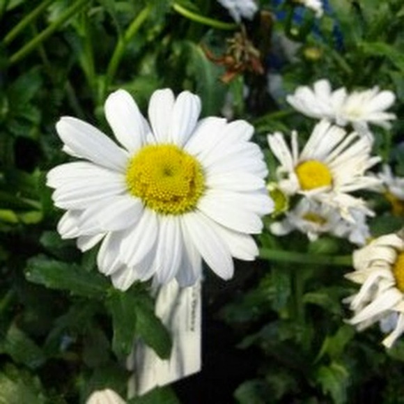 Meet your Posher, Margie - Picture 1 of 1