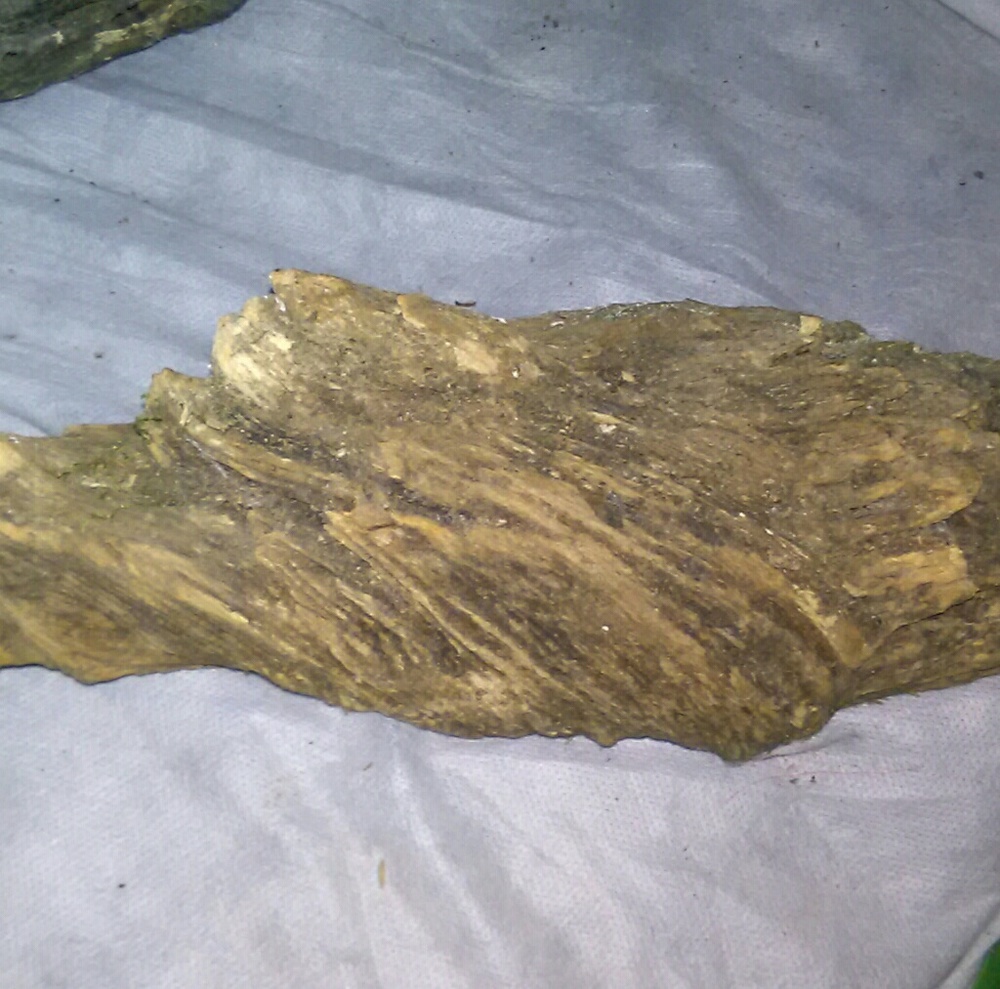 Really cool piece of driftwood