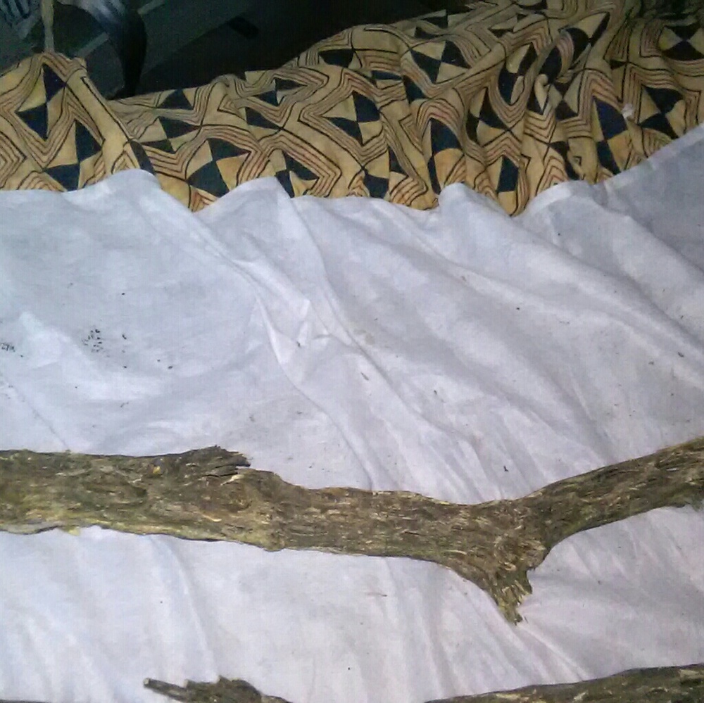 Choila cactus driftwood