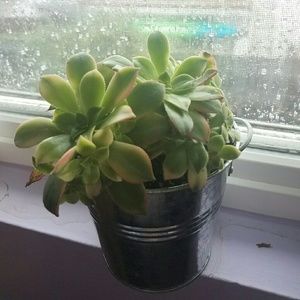 Meet your Posher, Mercy