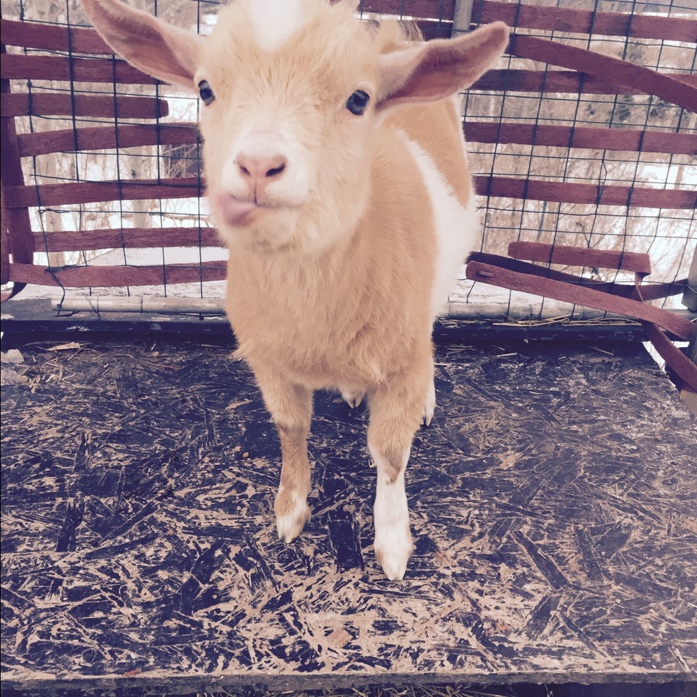 Meet your Posher, Kristina