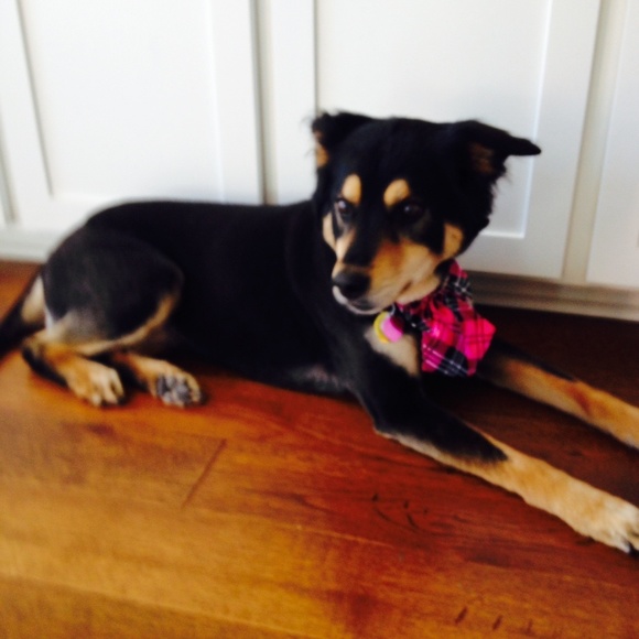 Meet your Posher, Mandy - Picture 3 of 3