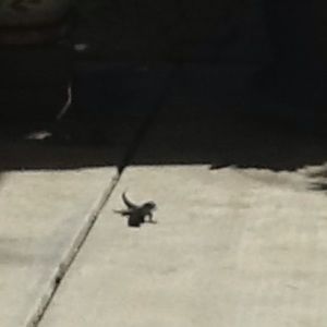 Meet your Posher, Diana