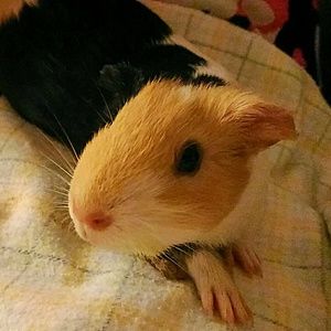 Meet your Posher, Simone