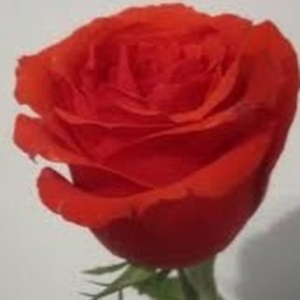 Meet your Posher, Kennedi