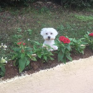 Meet your Posher, Buster