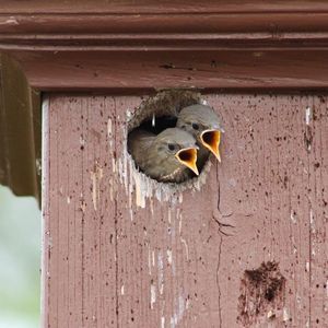 Meet your Posher, Dorothy
