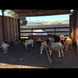 Meet your Posher, Perla