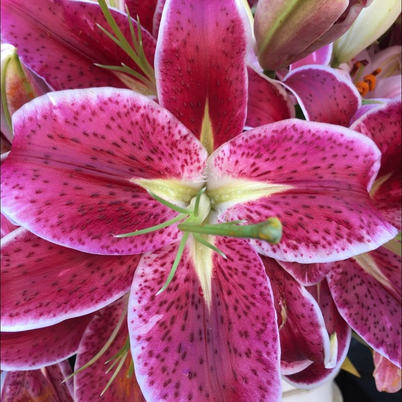 Meet your Posher, Sandy - Picture 2 of 2