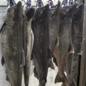 Meet your Posher, Mallory