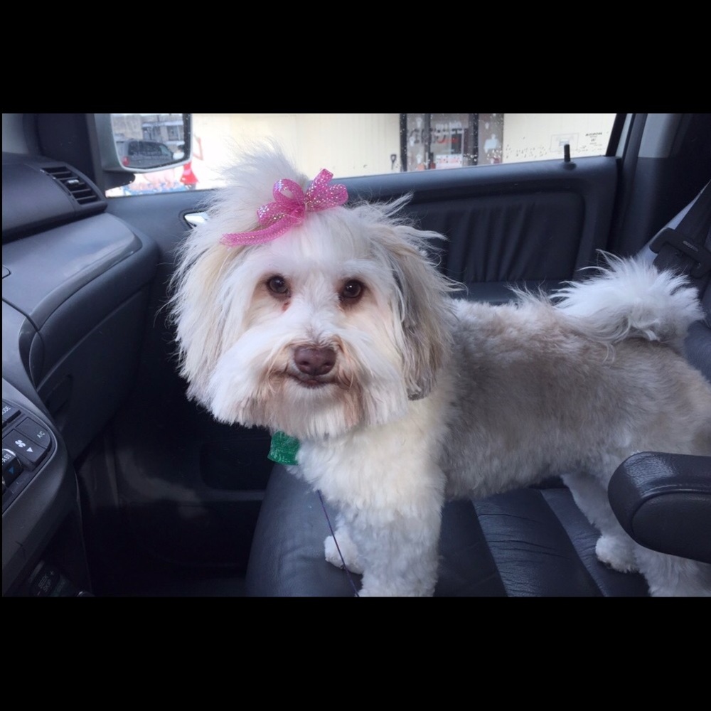 Meet your Posher, Lucy