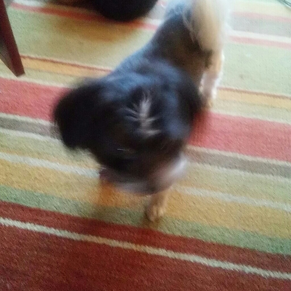 Meet your Posher, Pat