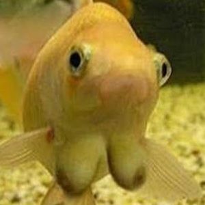 Meet your Posher, Siena