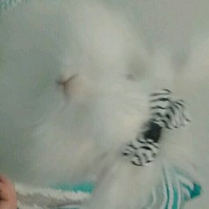 Meet your Posher, Emma