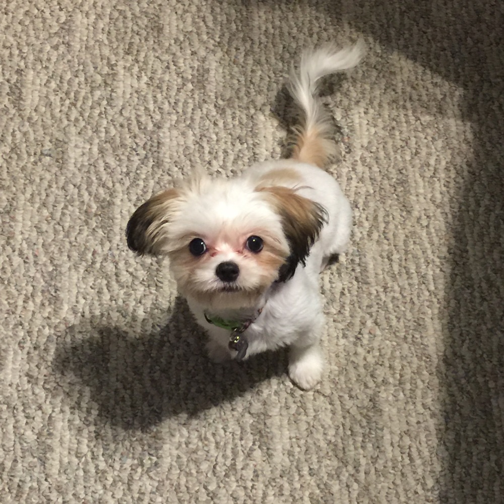 This is my baby girl Bella that keeps me Poshing