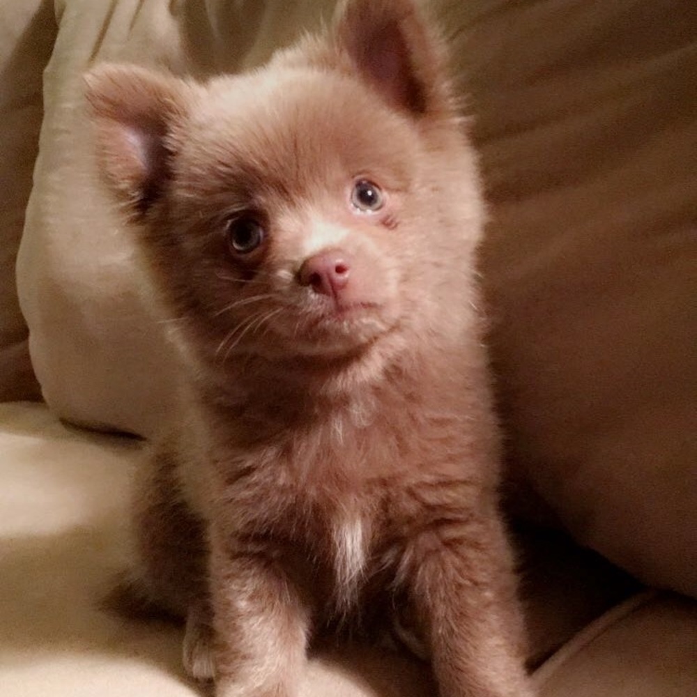 Meet your Posher, Renna