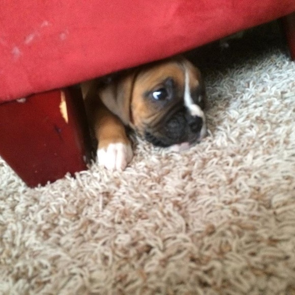 Meet your Posher, Hanna - Picture 1 of 1