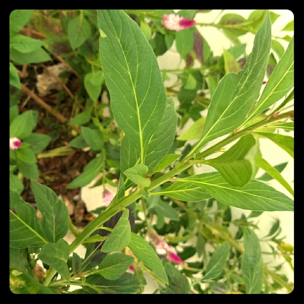 Meet your Posher, Yvette