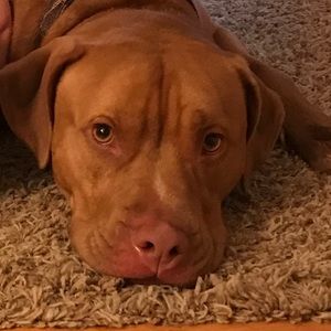 Meet your Posher, Morgan