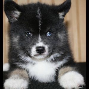 Meet your Posher, Kyli