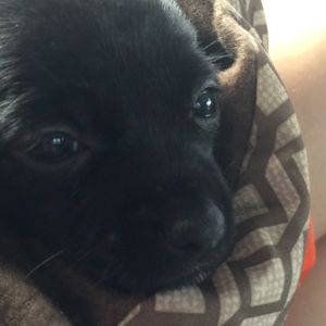 Meet your Posher, Frances