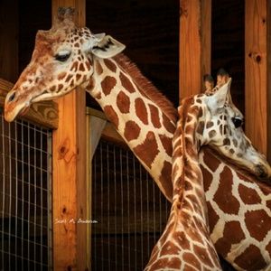 Meet your Posher, Melissa