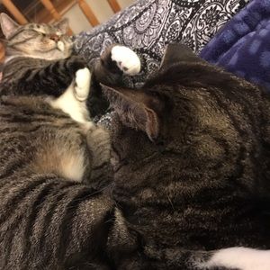 Meet your Posher, Laurel