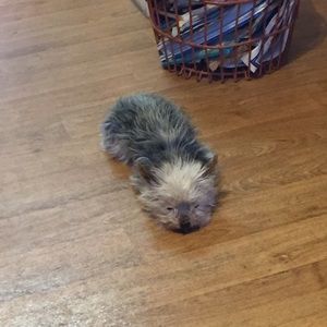 Meet your Posher, Mackenzy