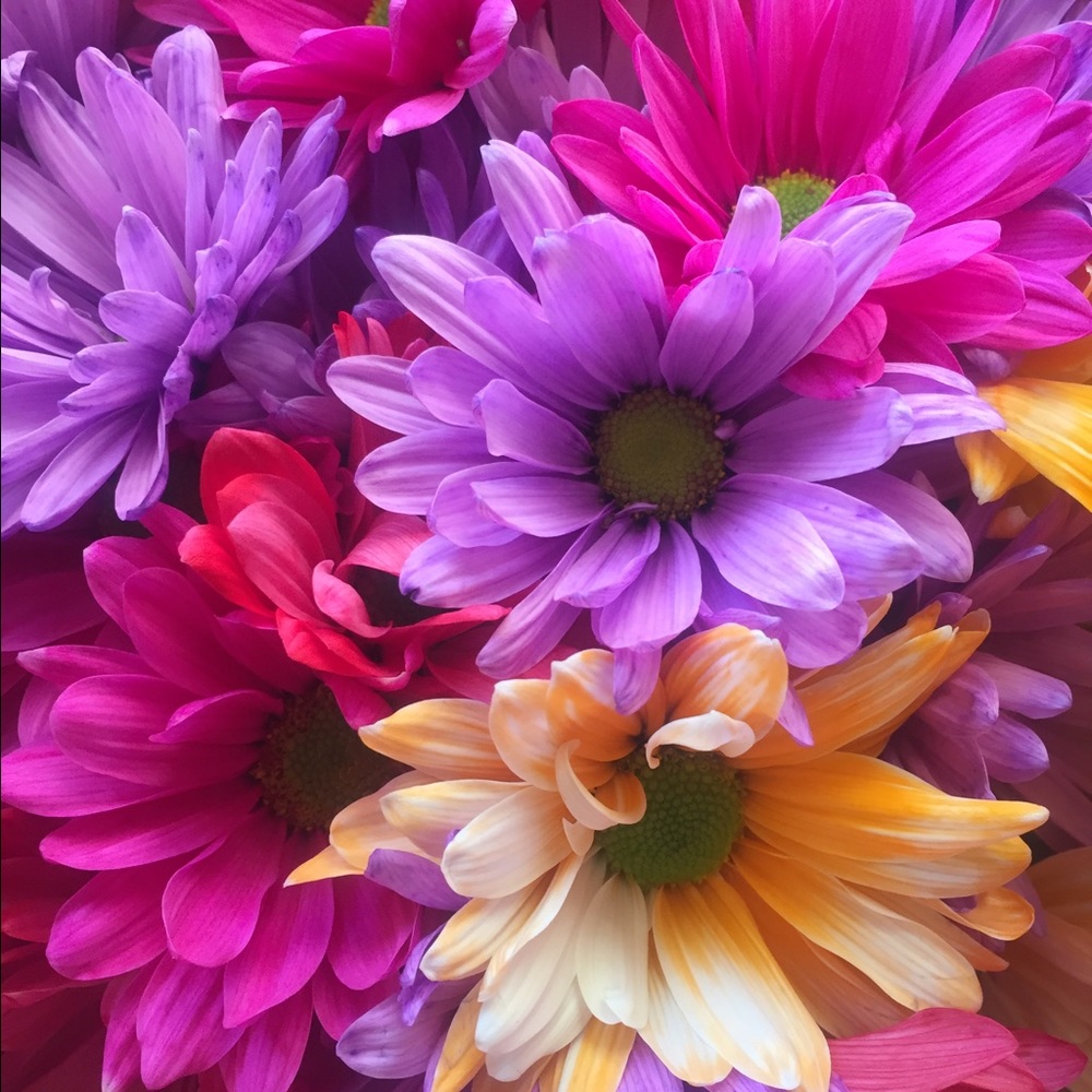 Meet your Posher, Erica