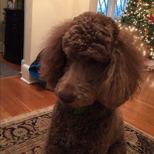 Meet your Posher, Chris ann