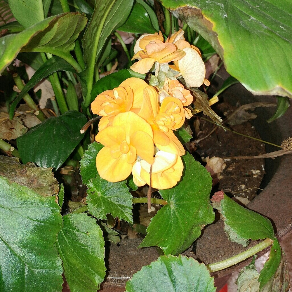 Meet your Posher, Tricia