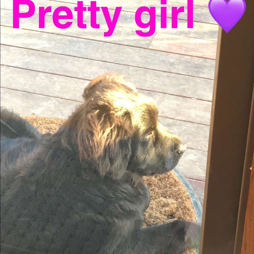 My puppy Nellie 💚
