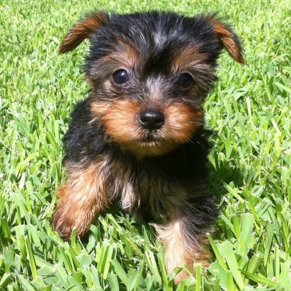 Meet your Posher, Kate - Picture 1 of 1