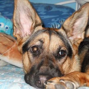 Meet your Posher, Roberta