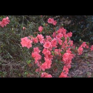 Meet your Posher, Ariel