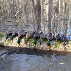 Meet your Posher, Caleb