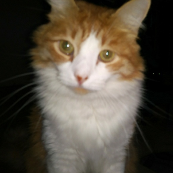 Meet your Posher, Gail - Picture 2 of 4