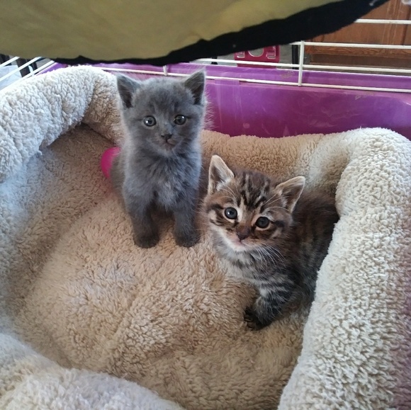 Meet your Posher, Gail - Picture 3 of 4