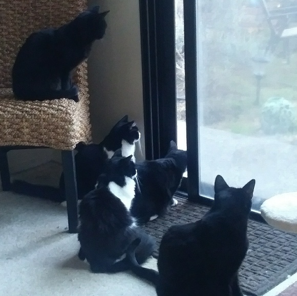 Meet your Posher, Gail - Picture 4 of 4