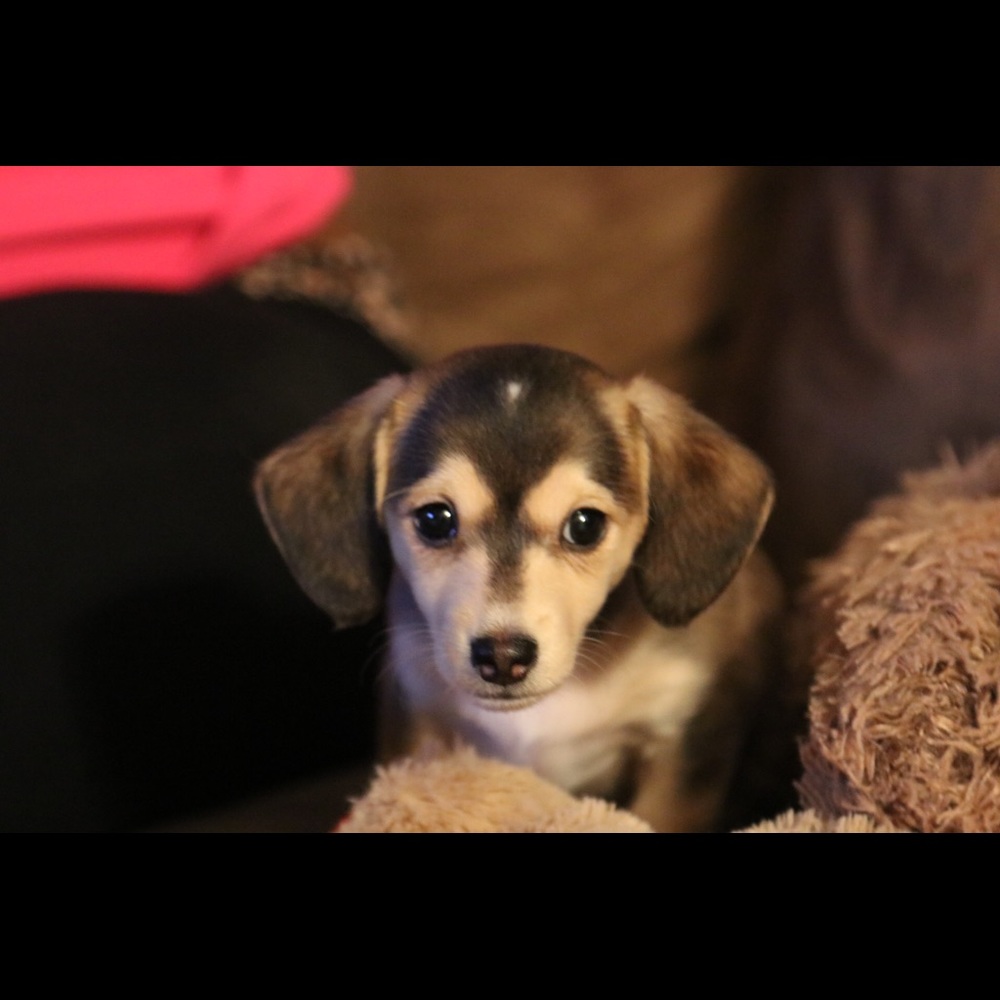 Meet your Posher, Sonia