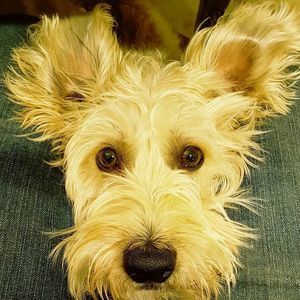 Meet your Posher, Joan