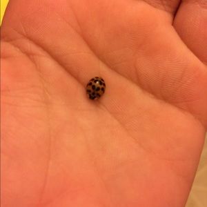 Meet your Posher, Bridgette