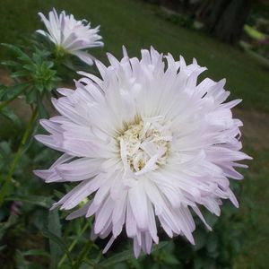 Meet your Posher, Vivian