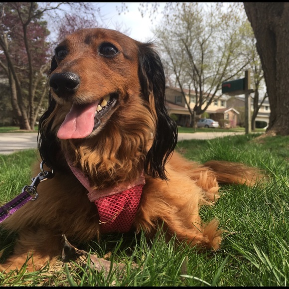 Meet your Posher, Rachel - Picture 4 of 4