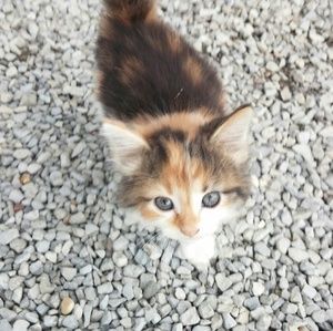 Meet your Posher, Candice