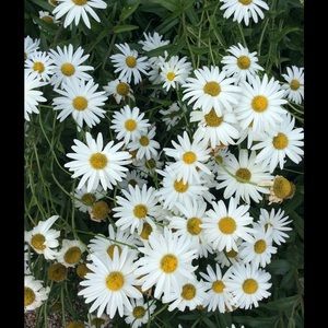 Meet your Posher, Aine